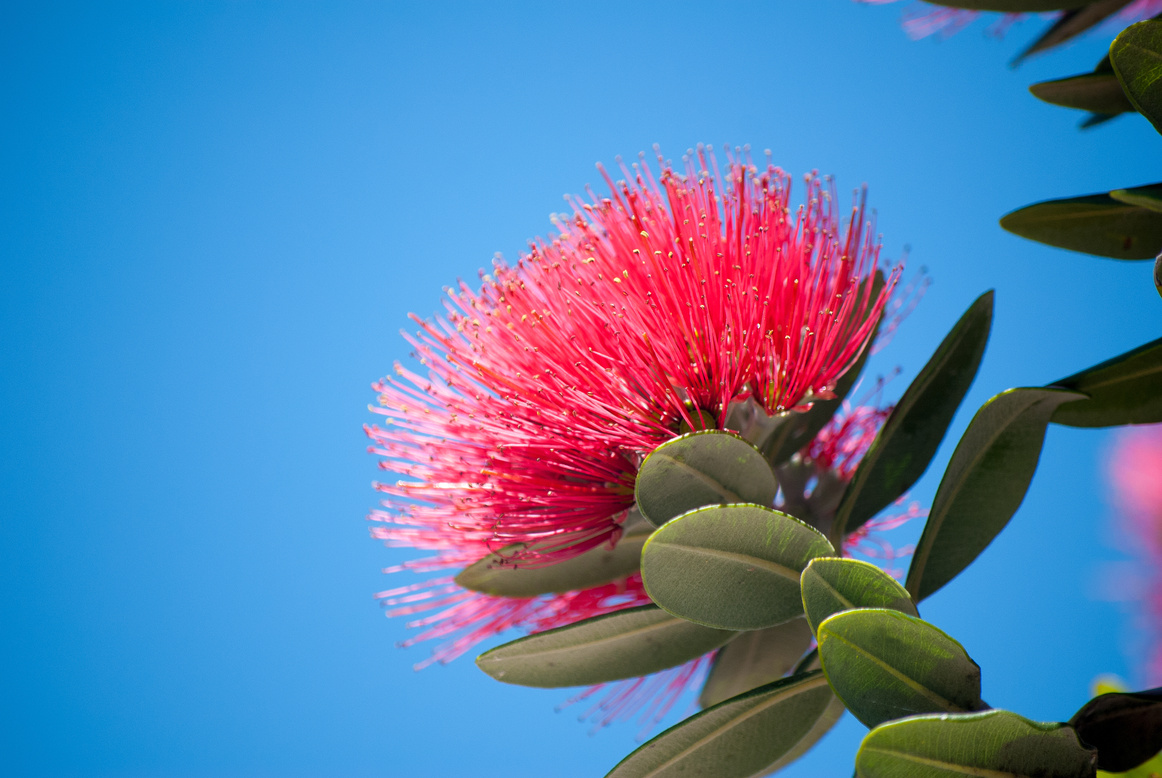 Pohutukawa tree flower